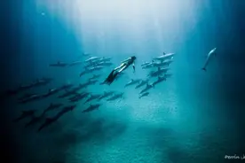 盘点自由潜水员的专属“特权”，你羡慕了没？图片