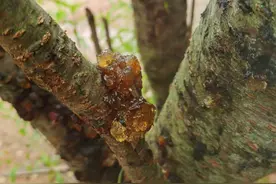 桃树身上流下来的那些胶质叫做桃胶，这个能吃吗？图片