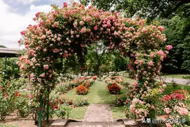 月季度夏管理方法。怎么施肥？怎么喷药？怎么防晒？楼顶花园别怕图片