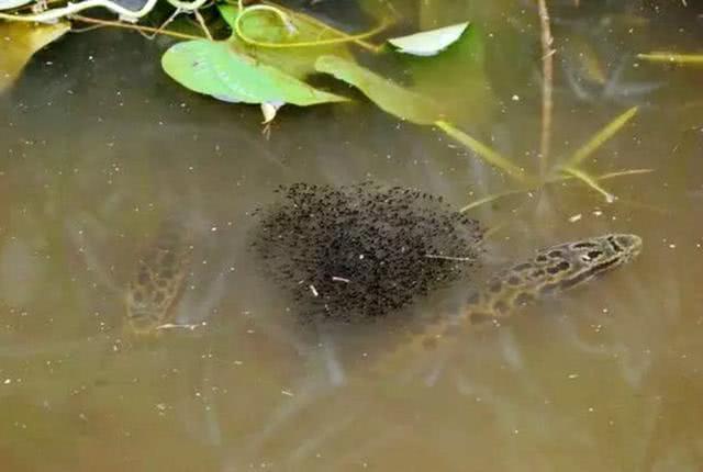 柴鱼又叫什么鱼(我要为其貌不扬的黑鱼平反)_baike_天天读书网