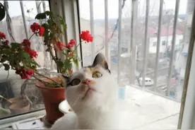 一只流浪三花猫的自救与被救之路图片