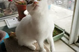 一只流浪三花猫的自救与被救之路图片