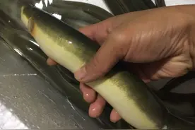 舌尖上的淡水鱼之鳗鱼王图片