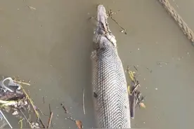 1米多长的美国巨型掠食性鱼类，出现在珠江边，死因成谜图片