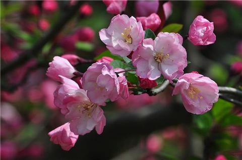 *海棠花为什么被称为"断肠花"?**海棠花有毒吗?