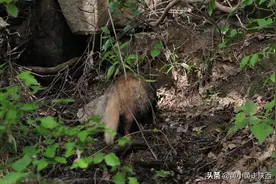 西安秦岭爬山，发现奇怪的野生动物！像猪又像狗，反应迟钝不怕人图片