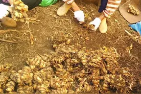 药食两用作物山奈，采用套种栽培，注重种植细节，高产有效益图片