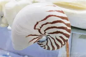 海口3家店卖国家保护动物制品被查图片