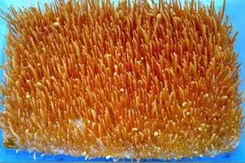 几十万一斤的冬虫夏草，人工怎么培育？种植“干货”来啦图片