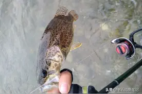 远可以攻大鱼，近可以守小鱼，钓遍全水层所有鱼，海竿的多种钓法图片