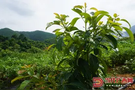 厉害了！广西这个边境乡镇开发了一个牛油果基地图片