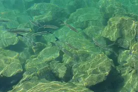 西藏湖里的鱼泛滥成灾为什么却无人敢钓？看了恍然大悟！视频封面