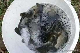 夏季草窝钓鲫鱼技巧：不是什么草洞都有鱼，草窝这样选，鲫鱼成堆图片