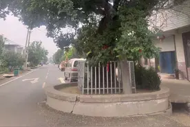 泰安市大汶口镇各村情况介绍：大汶口乡村图片