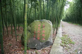 科普知识（14）：雷竹怎么种？图片