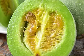 早春大棚甜瓜病虫害综合防控技术图片