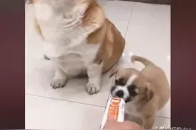 柯基妈失去孩子后，捡了只流浪狗当亲儿子养，主人一看不淡定了图片