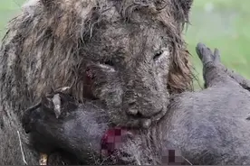 迟暮的雄狮挖泥7小时猎杀疣猪：死神想带走曾经的王，但不是现在图片