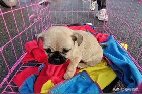 皖北狗市价格便宜，大狗论斤小狗论个，外省客户选购整车图片