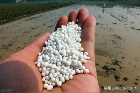 农民种地都喜欢用复合肥，但很多人不知道正确的用法，可别用错了图片