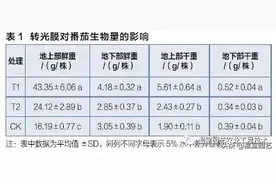 转光膜对番茄幼苗的生长有啥影响？图片