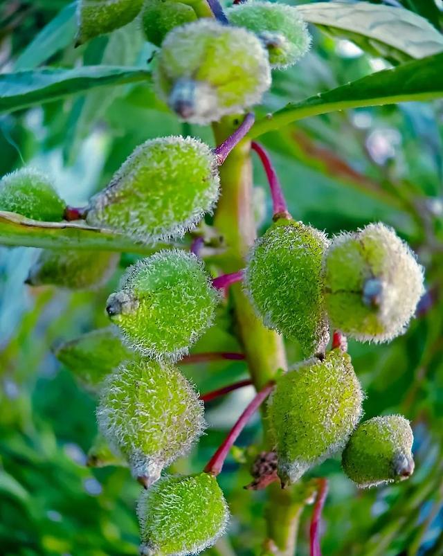 涂甲油胶花型 2025年涂甲油胶花型怎么涂