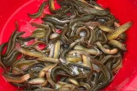 去年最低不到4块，现在暴涨到11块多！全国大范围缺货收购商到处找鱼，泥鳅价格还要涨？图片