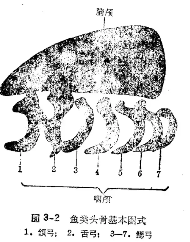 鱼鳞由什么组成