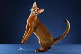 猫咪百科之阿比西尼亚猫图片