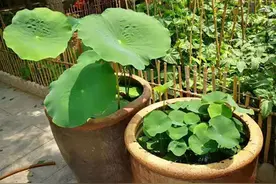 家里大水缸种荷花要注意什么？两个要点需牢记，三个问题要预防图片