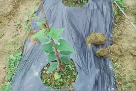 喷了半桶用剩的农药，果农因小失大损失近3千元，怎样规避与补救图片