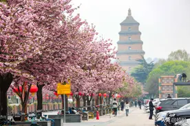 大雁塔旁雁塔西路樱花绽放 成西安最美樱花路图片