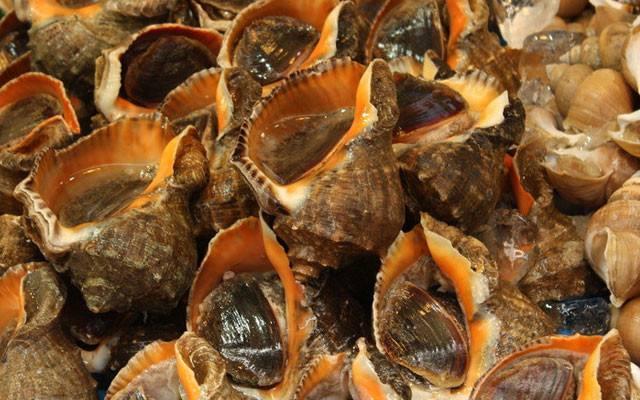 吃小海螺注意什么(吃大海螺有什么好处) | 锁阳号_分享各种的功效与