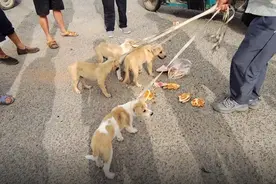 河南：小狗偷吃羊羔，气得大叔55一只全卖狗贩，大叔：多少钱都卖图片