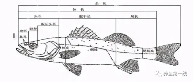 鱼鳞由什么组成