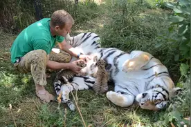 现在的饲养员都这么猛吗，竟主动碰刚生完孩子的老虎，不怕被咬吗视频封面