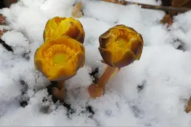 春寒料峭，含苞待放！珲春摄影师在老龙口捕捉到了“林海雪莲”柔媚风姿图片