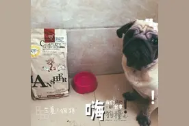 【兰夏小知识】狗狗不能吃的食物汇总图片