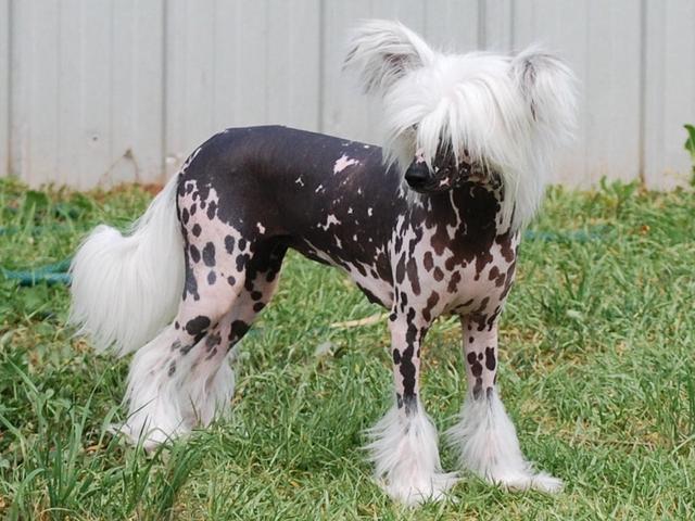 世界最稀有的狗狗之一,无毛犬中国冠毛犬,网友戏称是最丑的狗狗