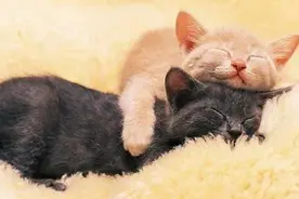 公猫交配姿势不正确，如何纠正？图片