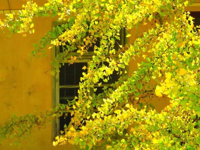 秋风吻尽银杏叶，艳遇醉美帽子峰