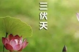 “头伏萝卜二伏菜”，进入二伏天，四种蔬菜可以种植，不容错过图片