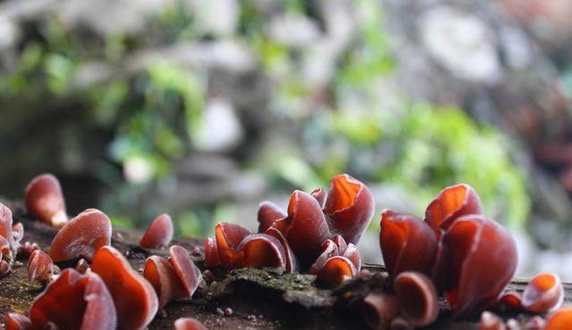 三十一种常见的菌类蘑菇图片