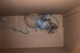 可怜猫咪全身被缠胶带「绑紧紧」丢进垃圾箱浪喵吓得瑟瑟发抖图片