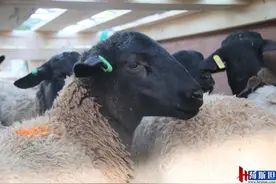 澳大利亚“杜泊绵羊”空降哈尔滨 北京天牧达持续助力图片