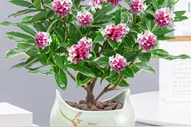 瑞香外形似绣球，花香更浓郁，花叶都可观赏，一盆可以养多年图片