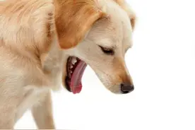 狗狗呕吐怎么办？看这一篇就够了图片