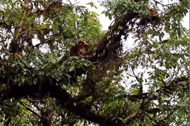 太罕见了！石块滚落，五爪金龙意外现身云南龙陵后，又现近危熊猴图片
