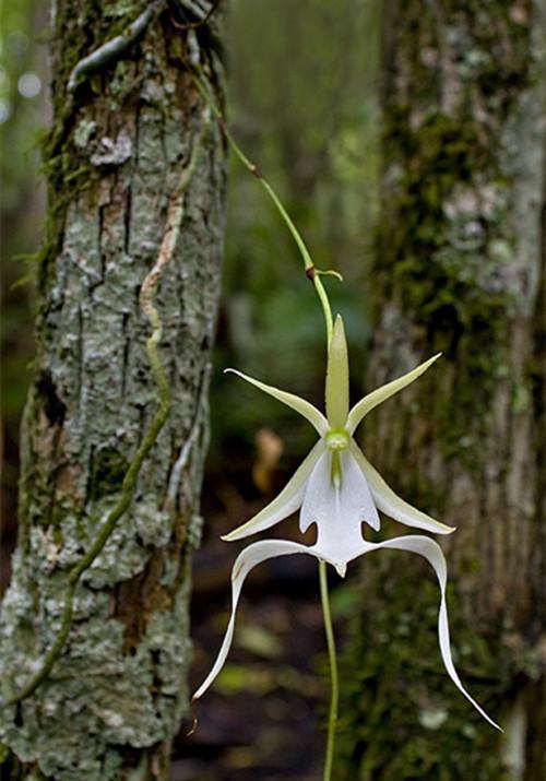 鬼兰价值每株1500万元还缺货