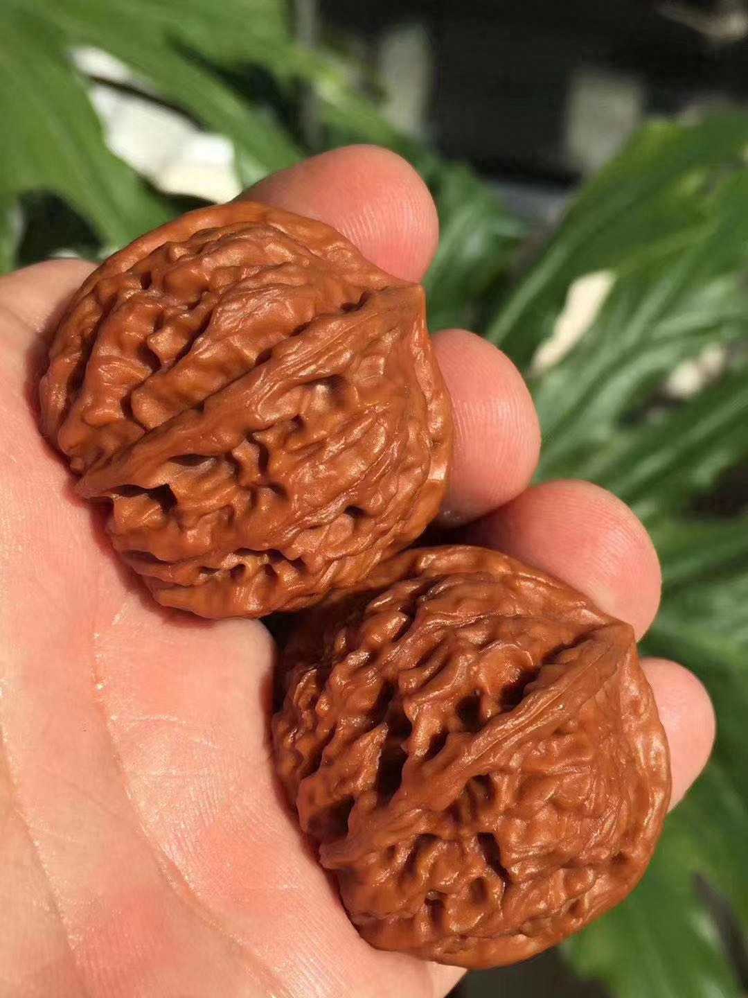 文玩核桃什么品种最好